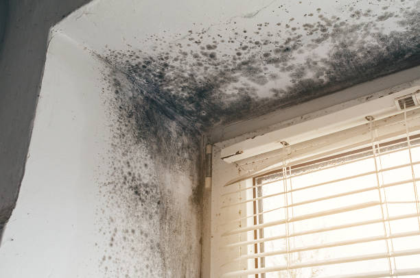 Affordable Mold Remediation solutions in Sparta, GA